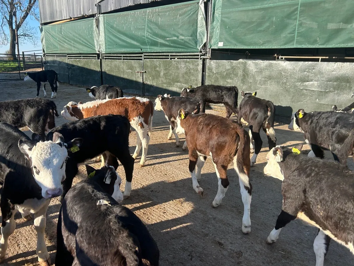 25 super Hereford weaned heifers - Image 4