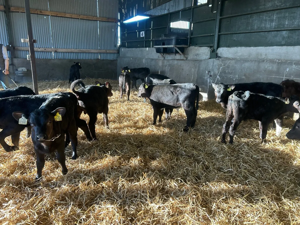 15 super weaned Angus bull runners - Image 1