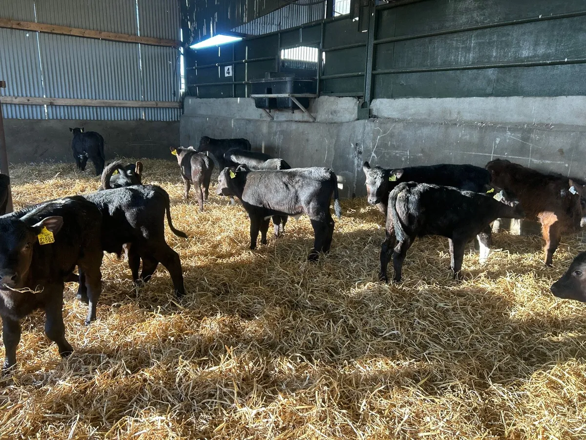 15 super weaned Angus bull runners - Image 2