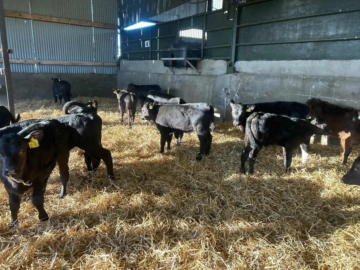 15 super weaned Angus bull runners - Image 3