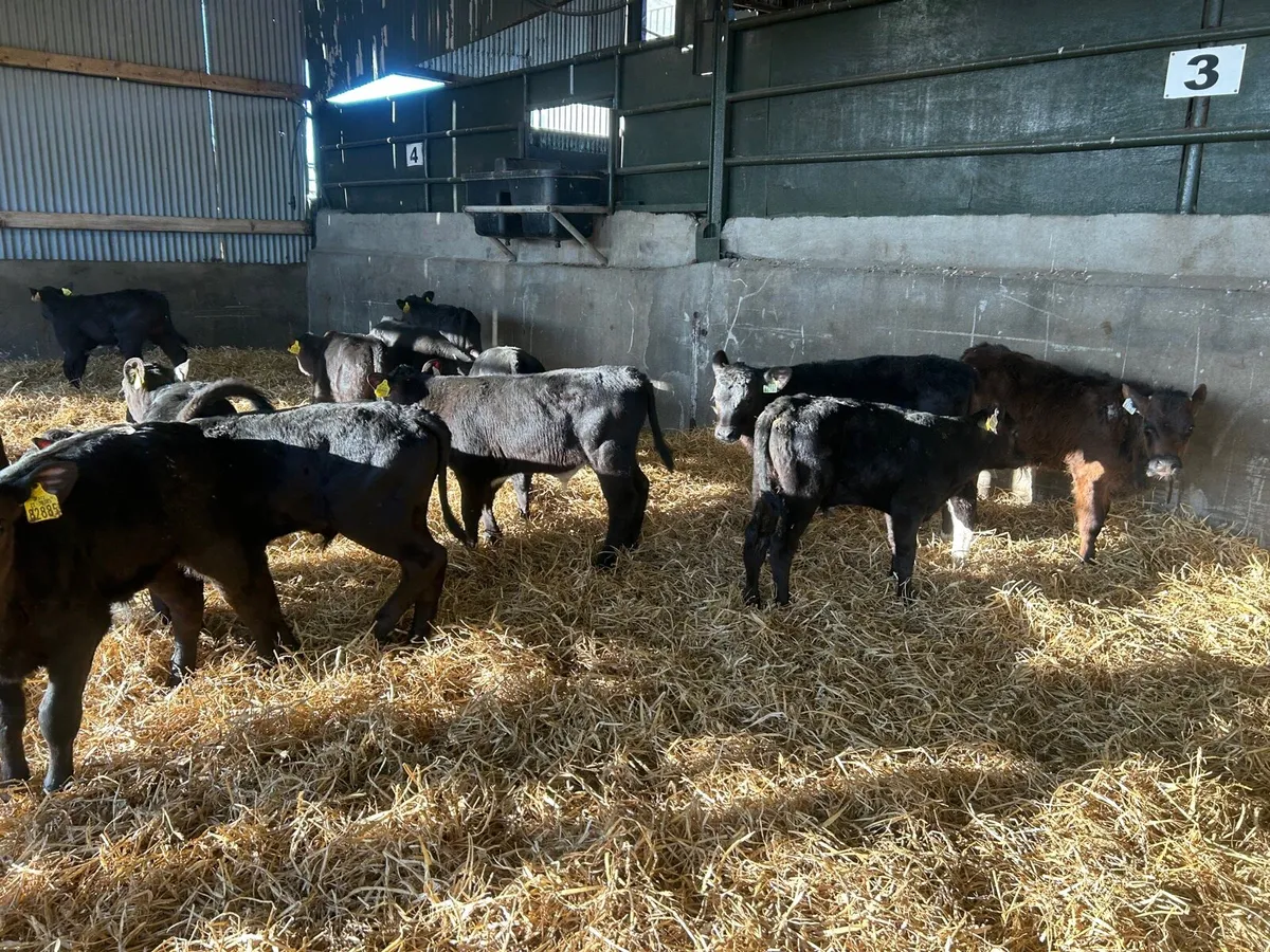 15 super weaned Angus bull runners - Image 4
