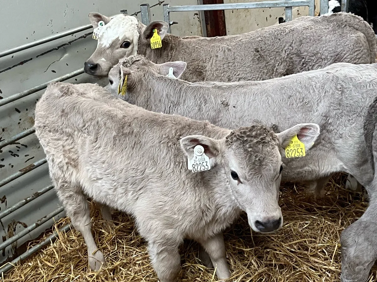 Serious CH Bull Calves - Image 1
