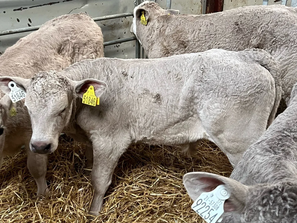 Serious CH Bull Calves - Image 2