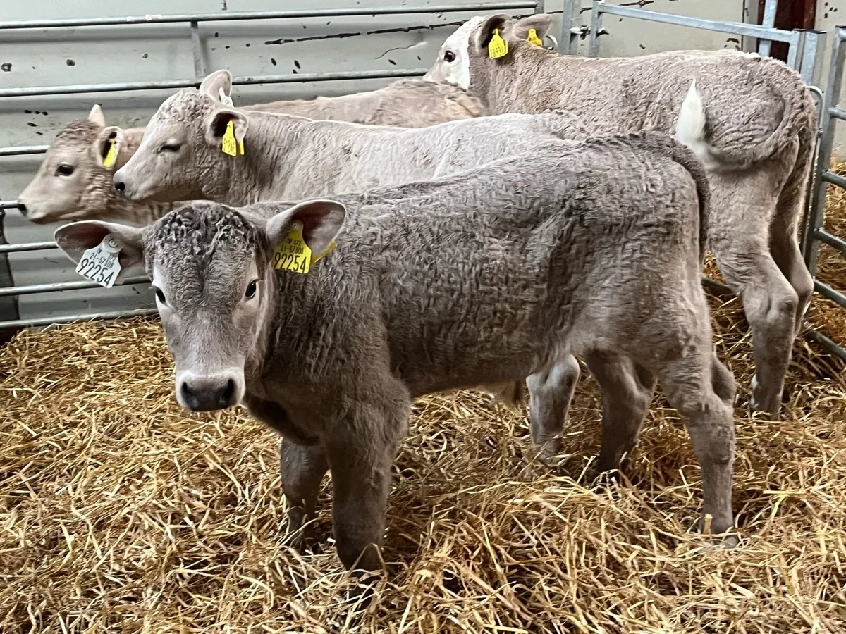 Serious CH Bull Calves - Image 3