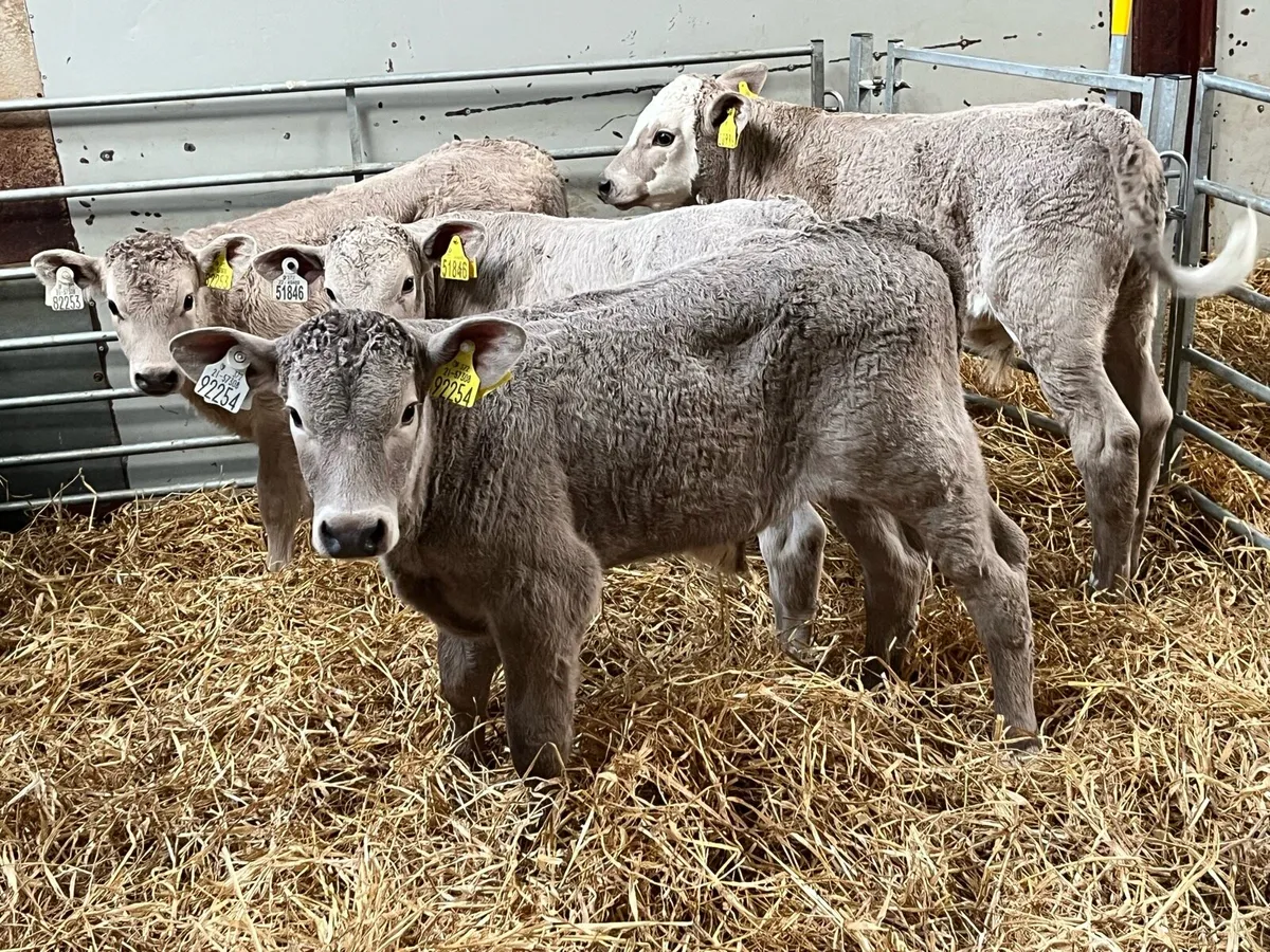 Serious CH Bull Calves - Image 4