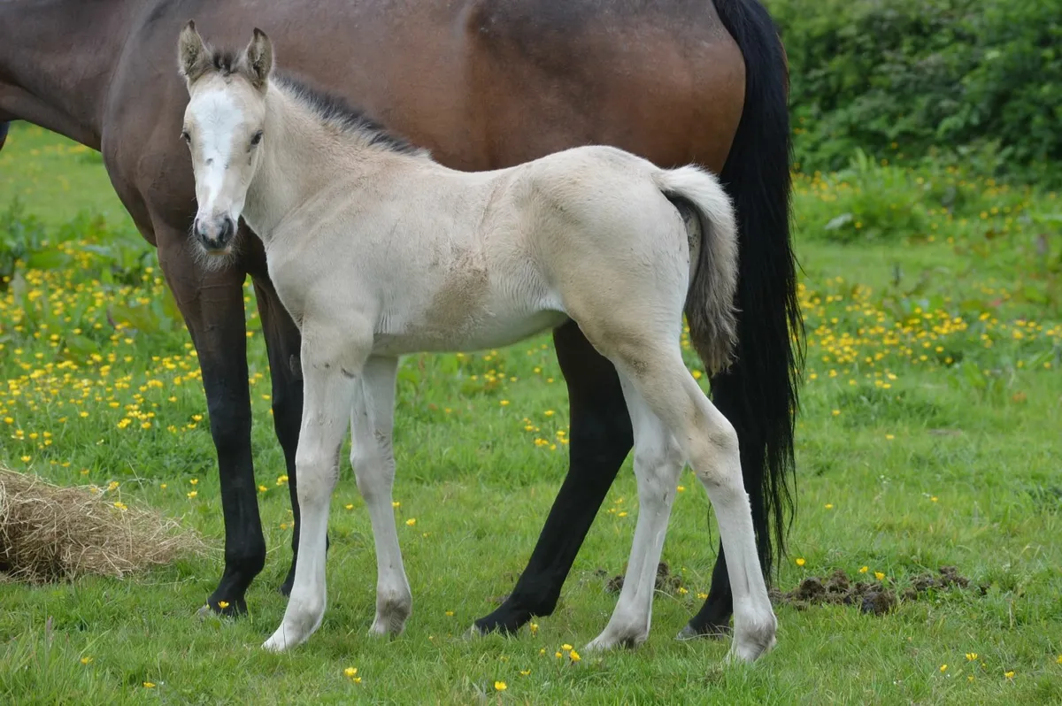 Cremello Stallion - Image 4