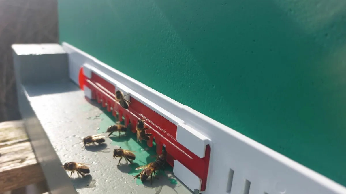 Complete Hive for Beginner/Experienced Beekeeper - Image 1
