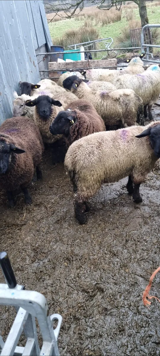 Wether hoggets - Image 1