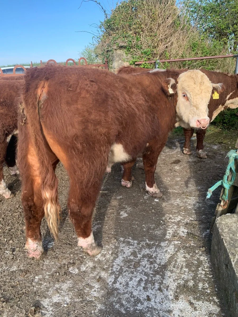 Hereford Bulls - Image 1