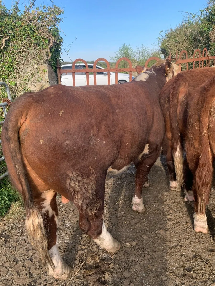 Hereford Bulls - Image 3
