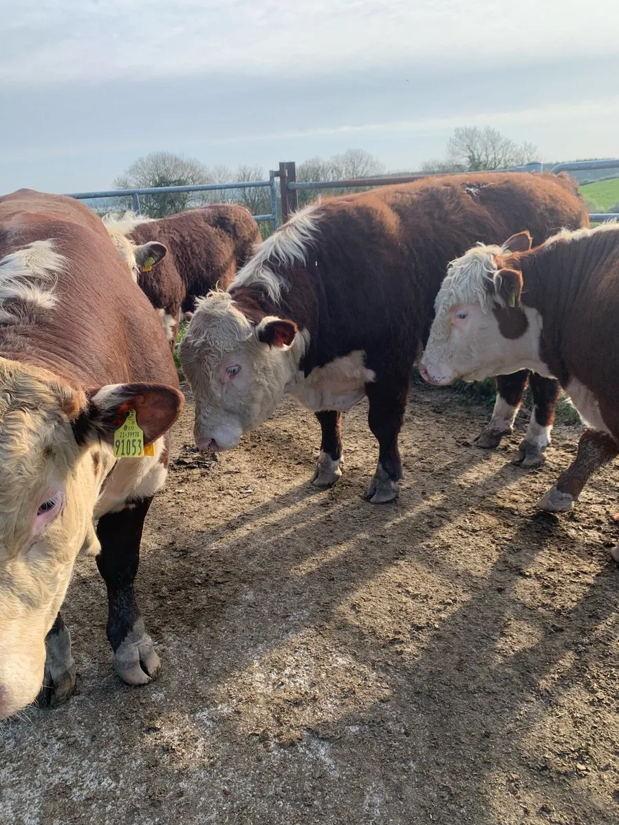 Hereford Bulls - Image 4