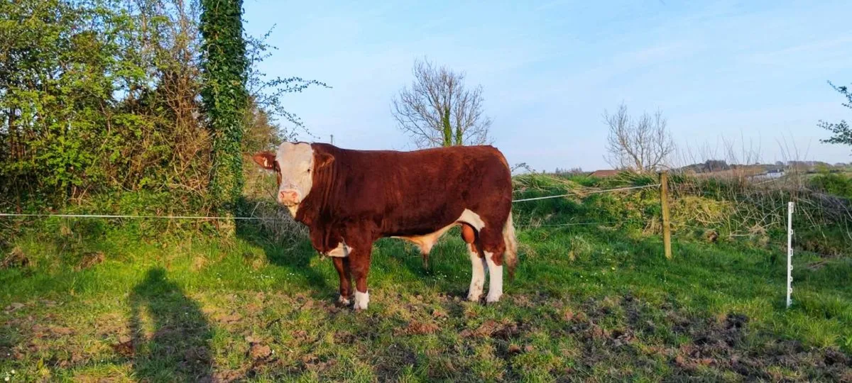 Quality pbr simmental for sale - Image 3