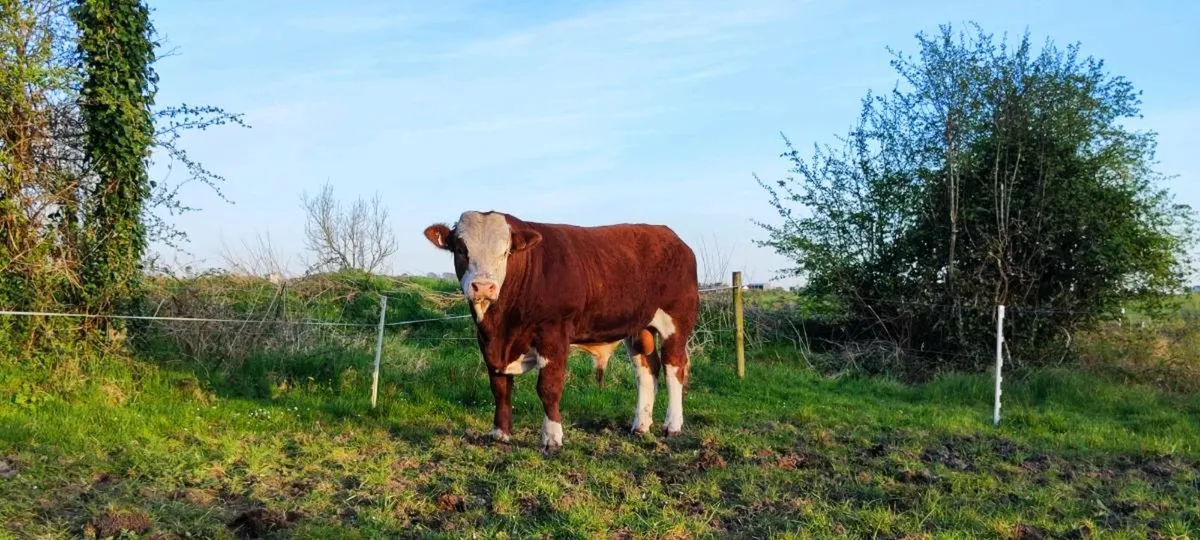 Quality pbr simmental for sale - Image 4