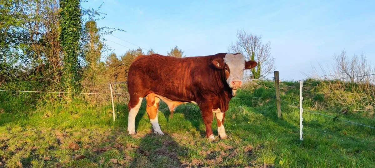 Quality pbr simmental for sale - Image 2