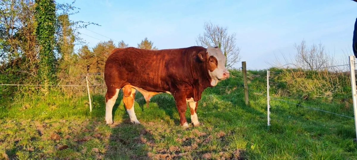 Quality pbr simmental for sale - Image 1