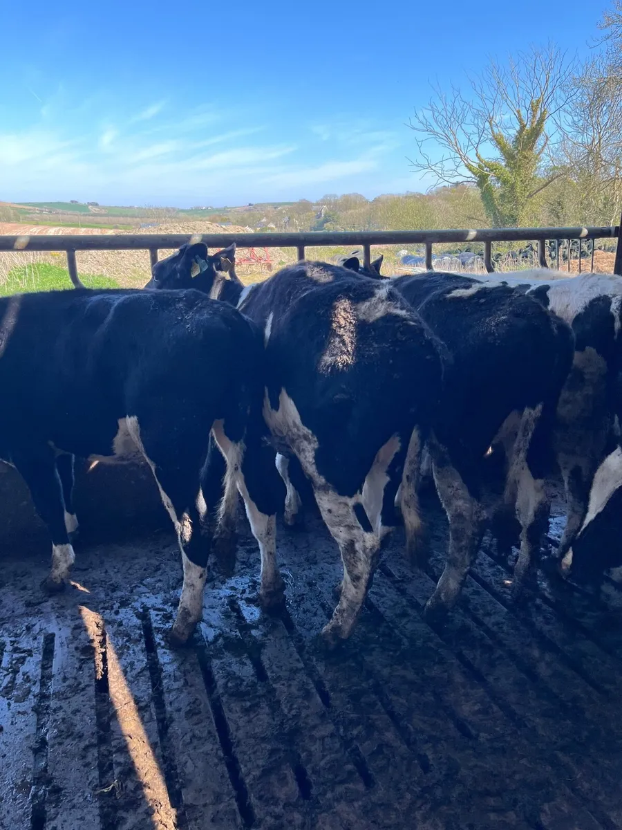 Livestock - Image 3