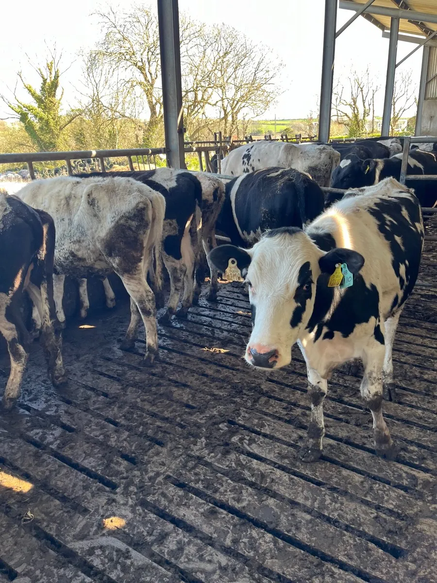 Livestock - Image 4