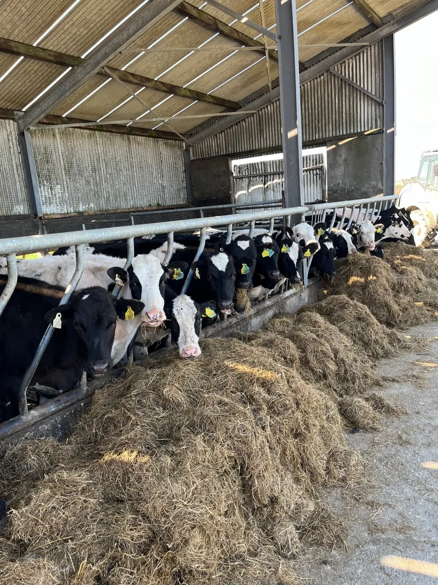 Livestock - Image 1