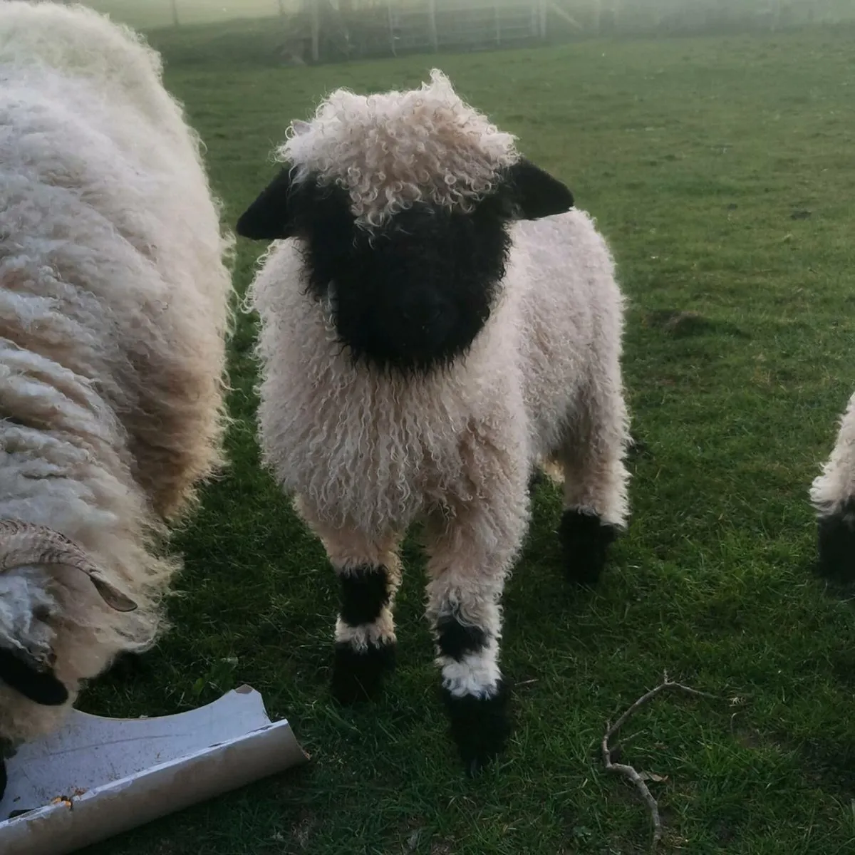 Valais Blacknose Sheep - Image 2