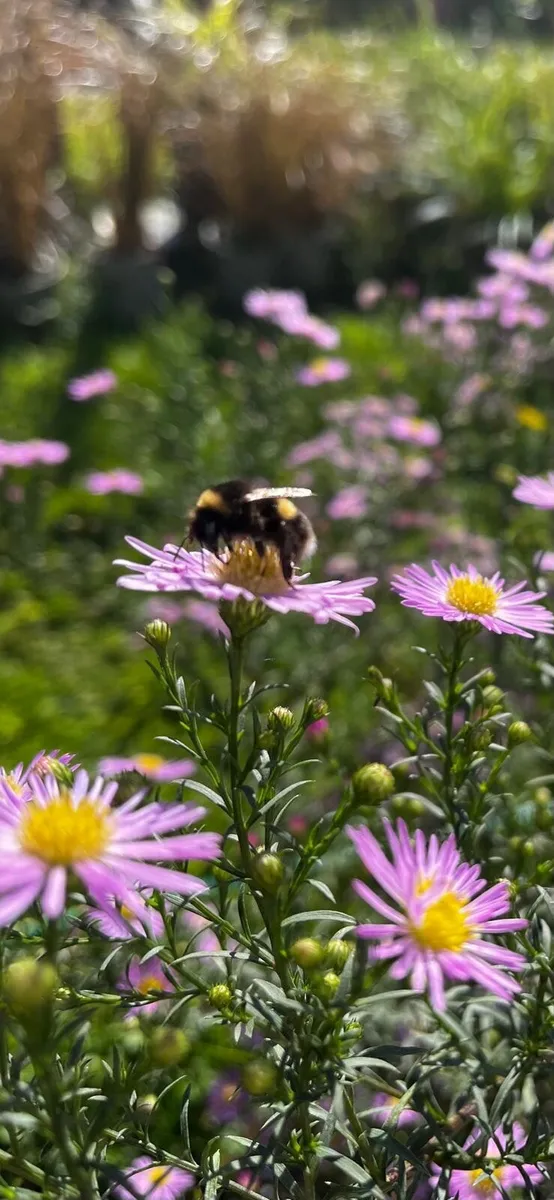 Perennial Flowers,Hedges,Shrubs & Trees + more - Image 1