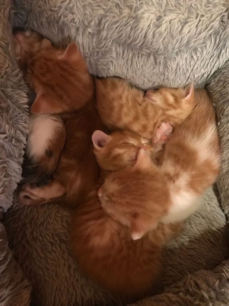 Kitten - Image 1