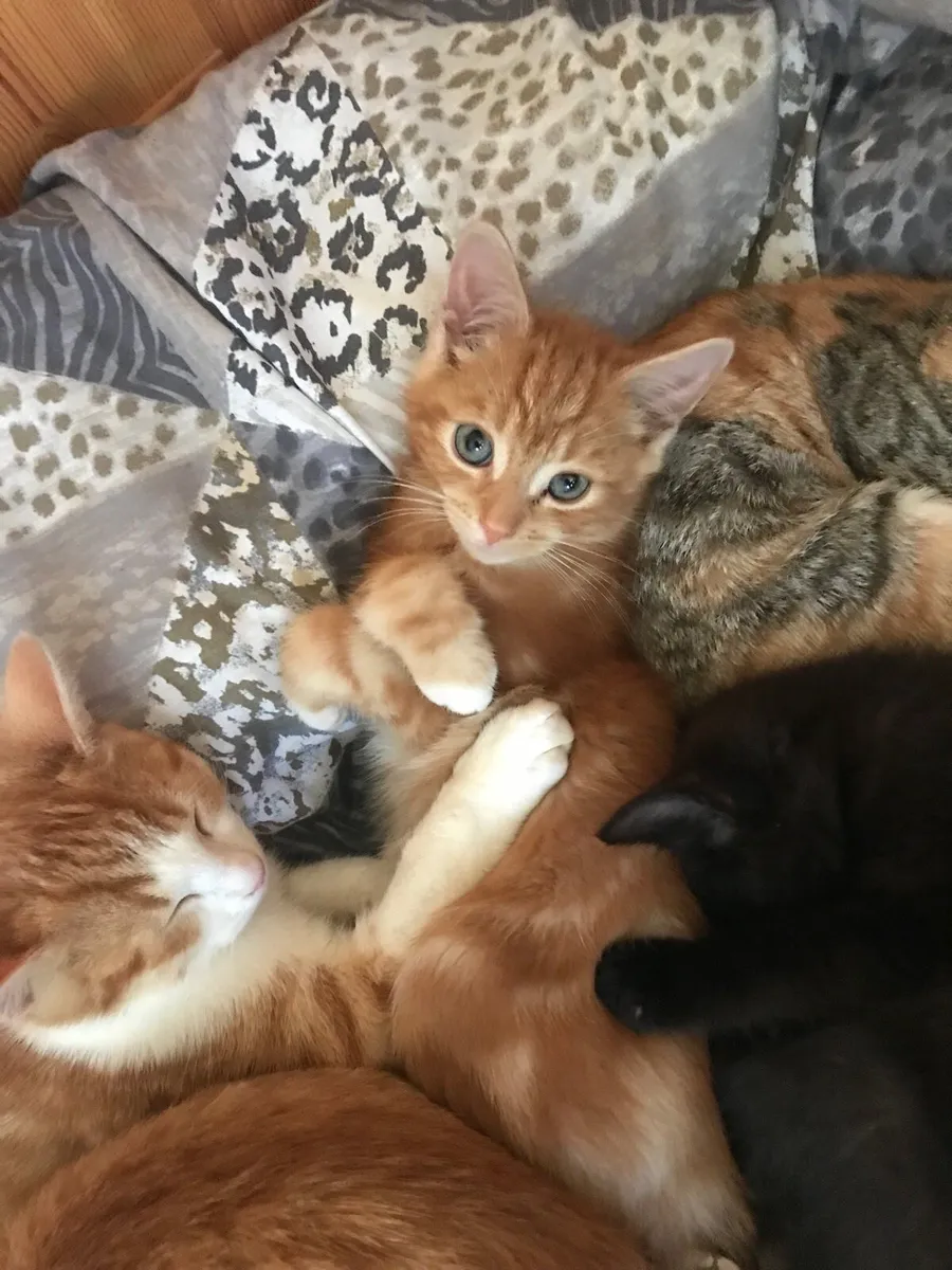 Kitten - Image 3