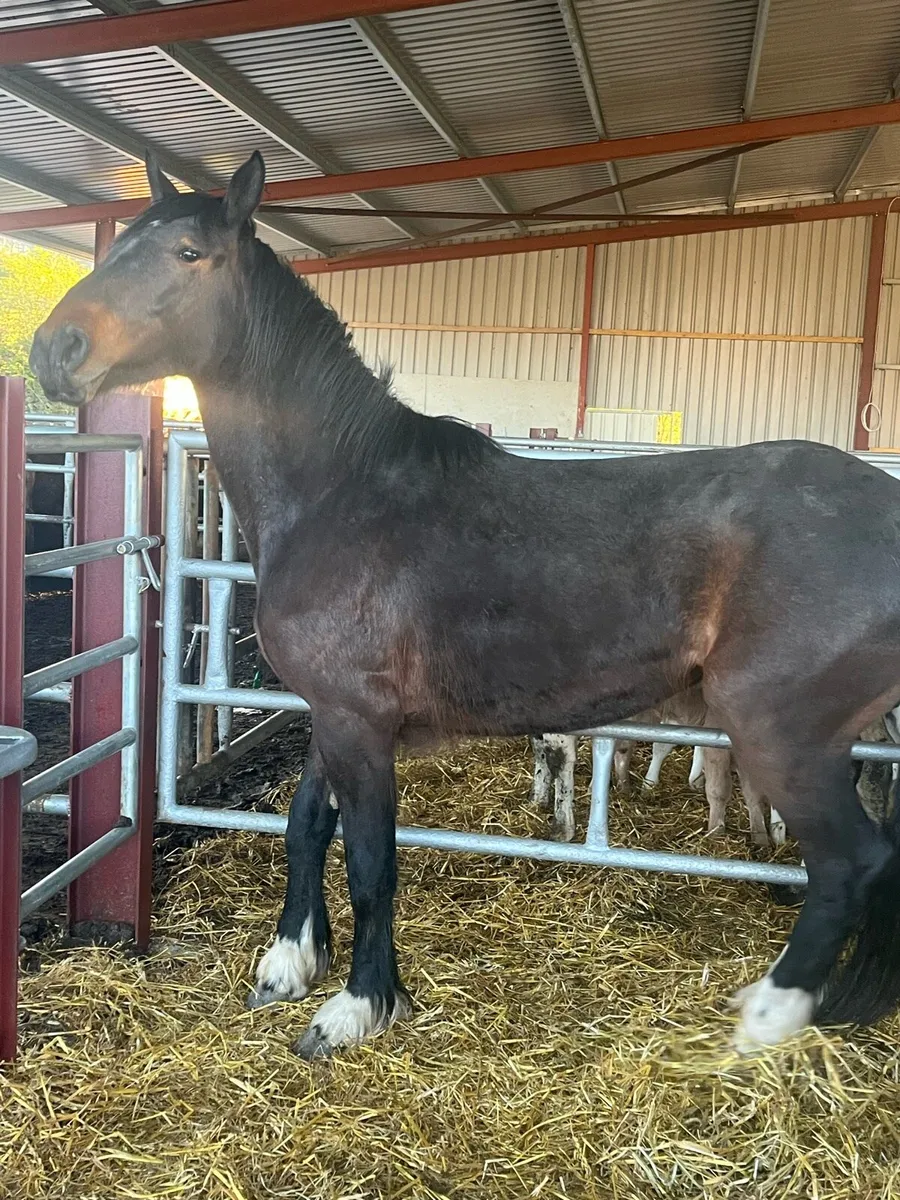 4 yr old unbroken - Image 1