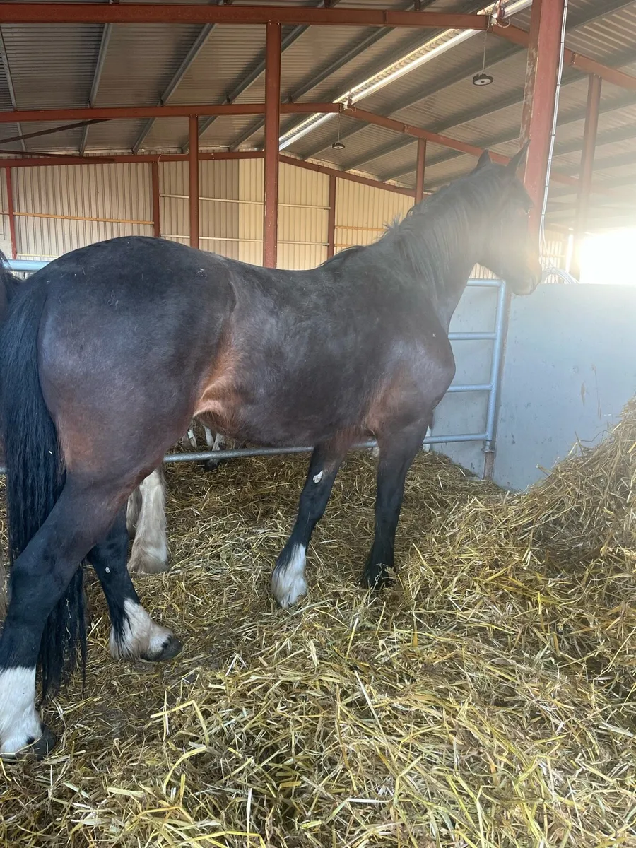 4 yr old unbroken - Image 2
