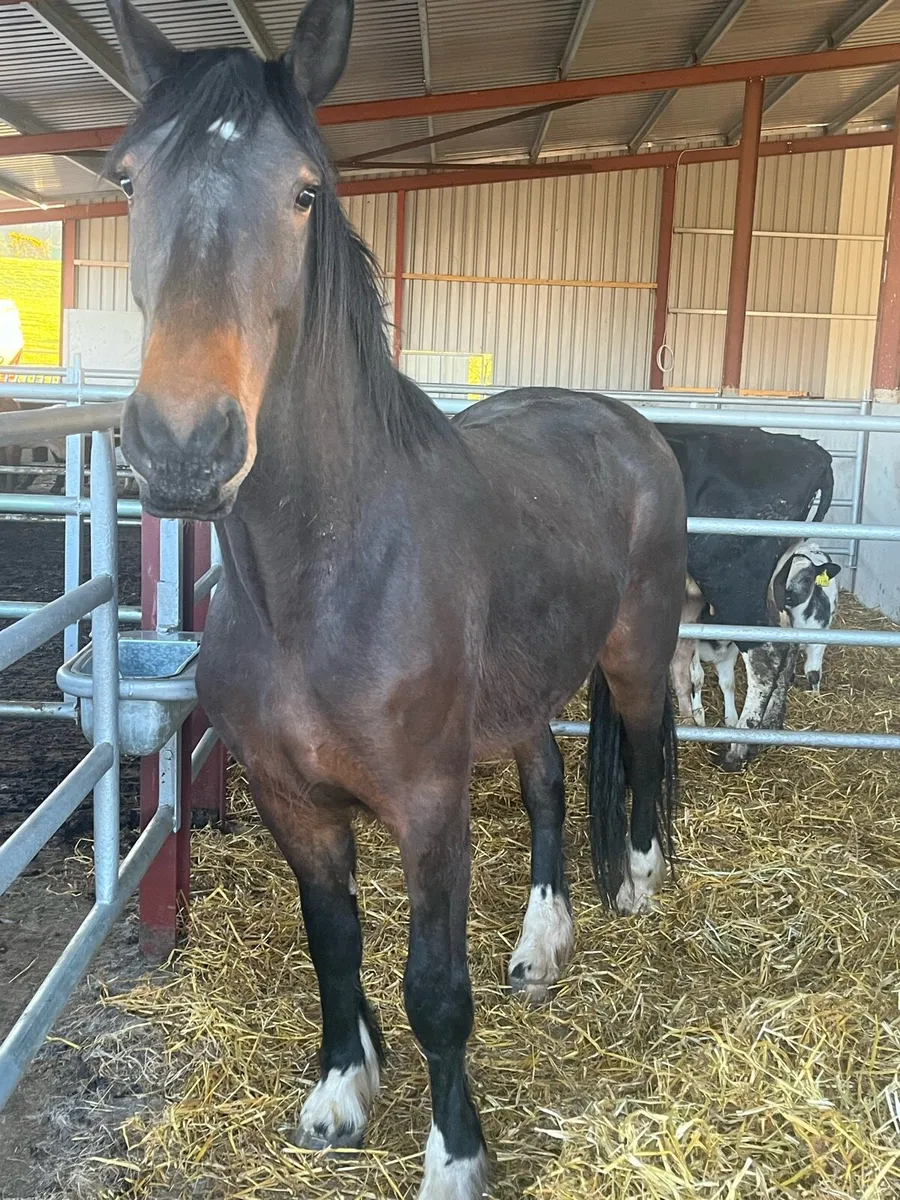 4 yr old unbroken - Image 3