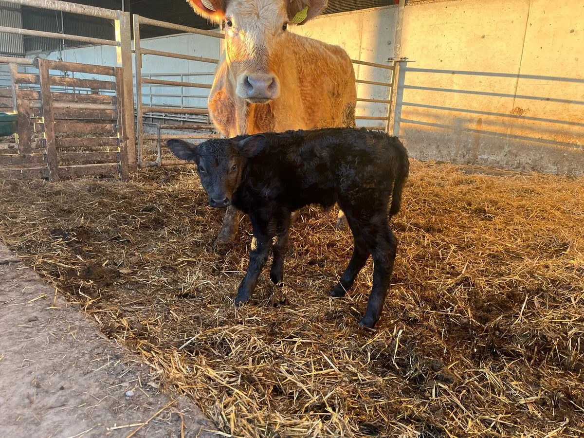 Charlaois heifer - Image 1