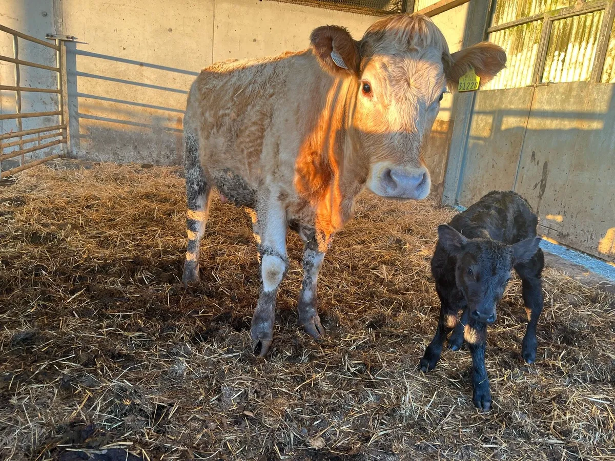 Charlaois heifer - Image 2