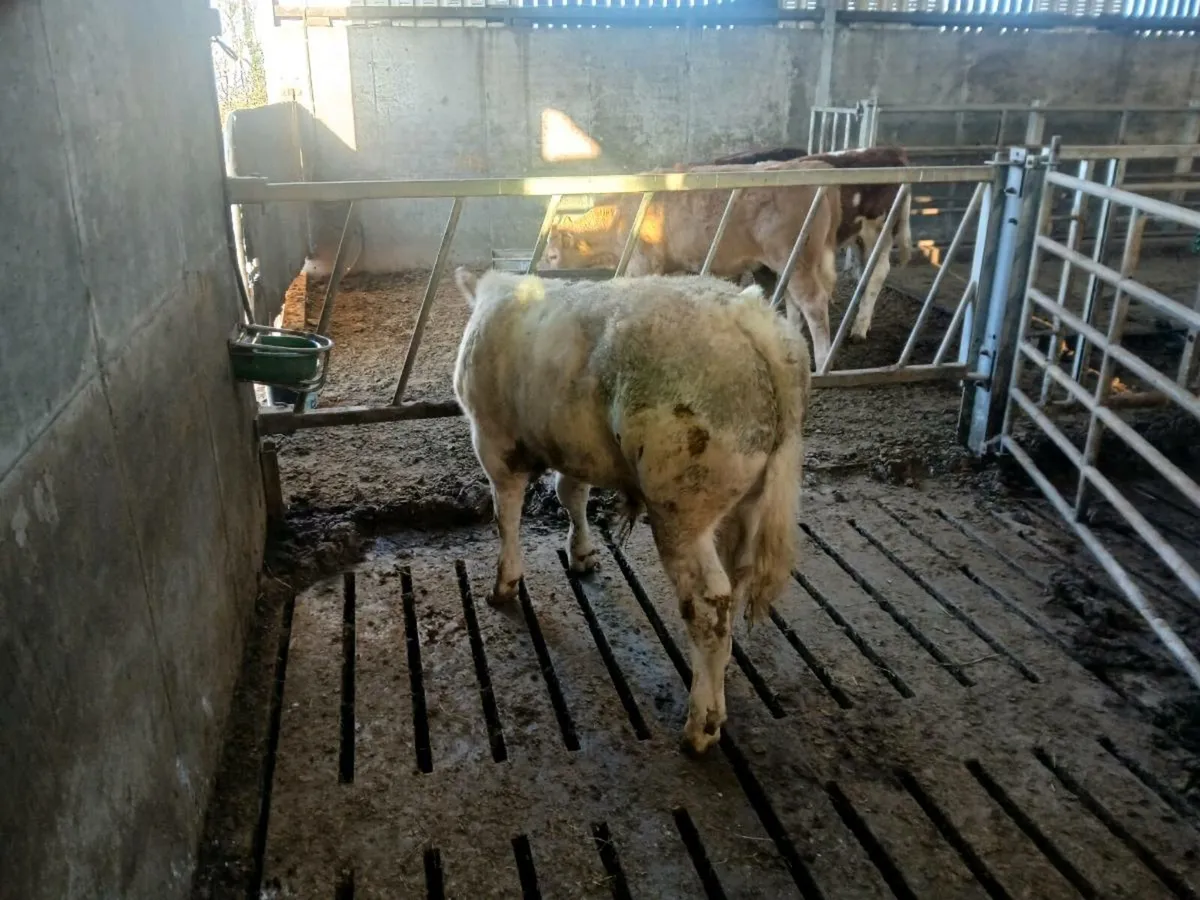 Ai CH bull weanling - Image 1