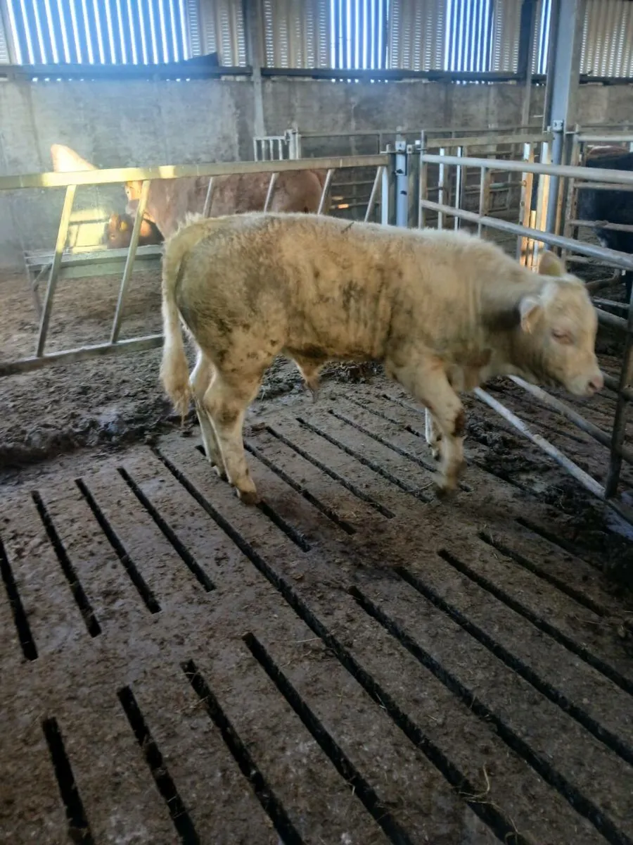 Ai CH bull weanling - Image 2