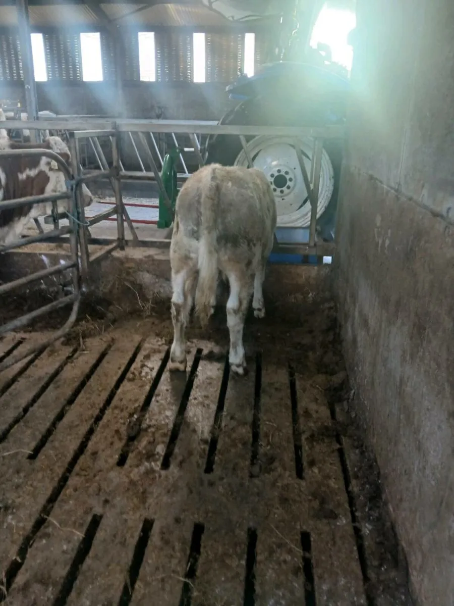 Ai CH bull weanling - Image 3