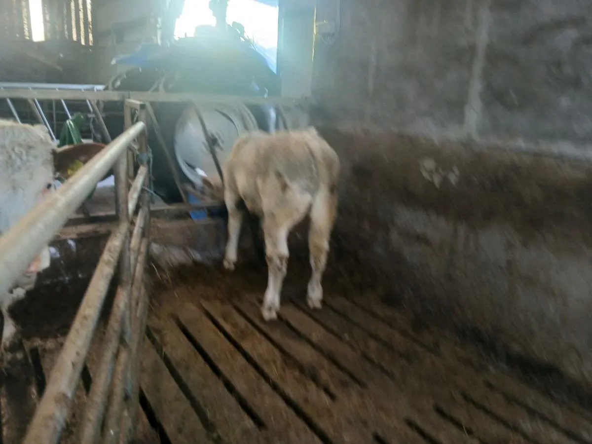 Ai CH bull weanling - Image 4