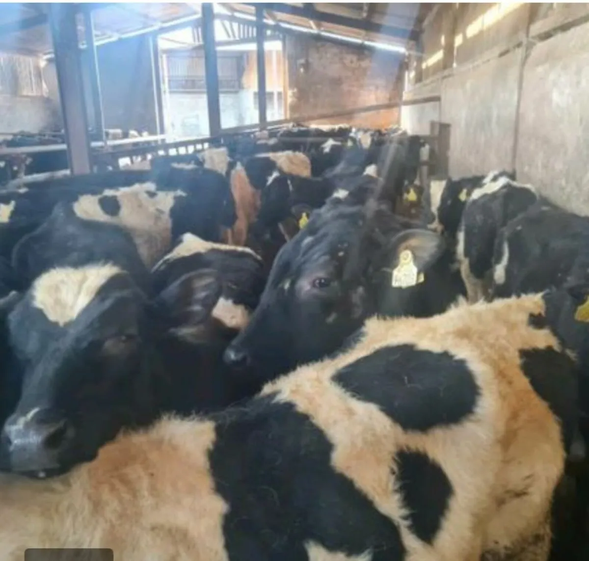 Wanted: Up to 120 FR or Coloured Yearling Bulls - Image 1