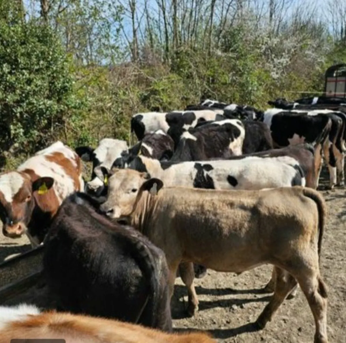 Wanted: Up to 120 FR or Coloured Yearling Bulls - Image 2