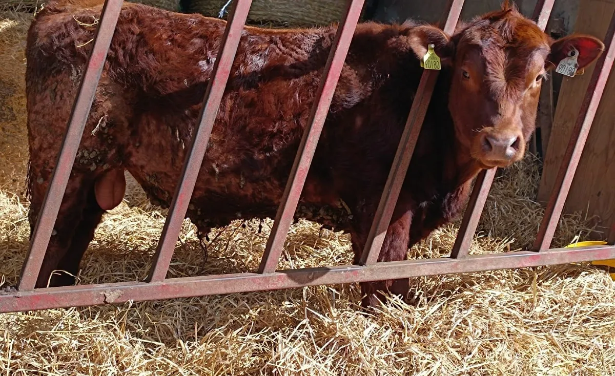 Purebred Red Angus Bull - Image 1