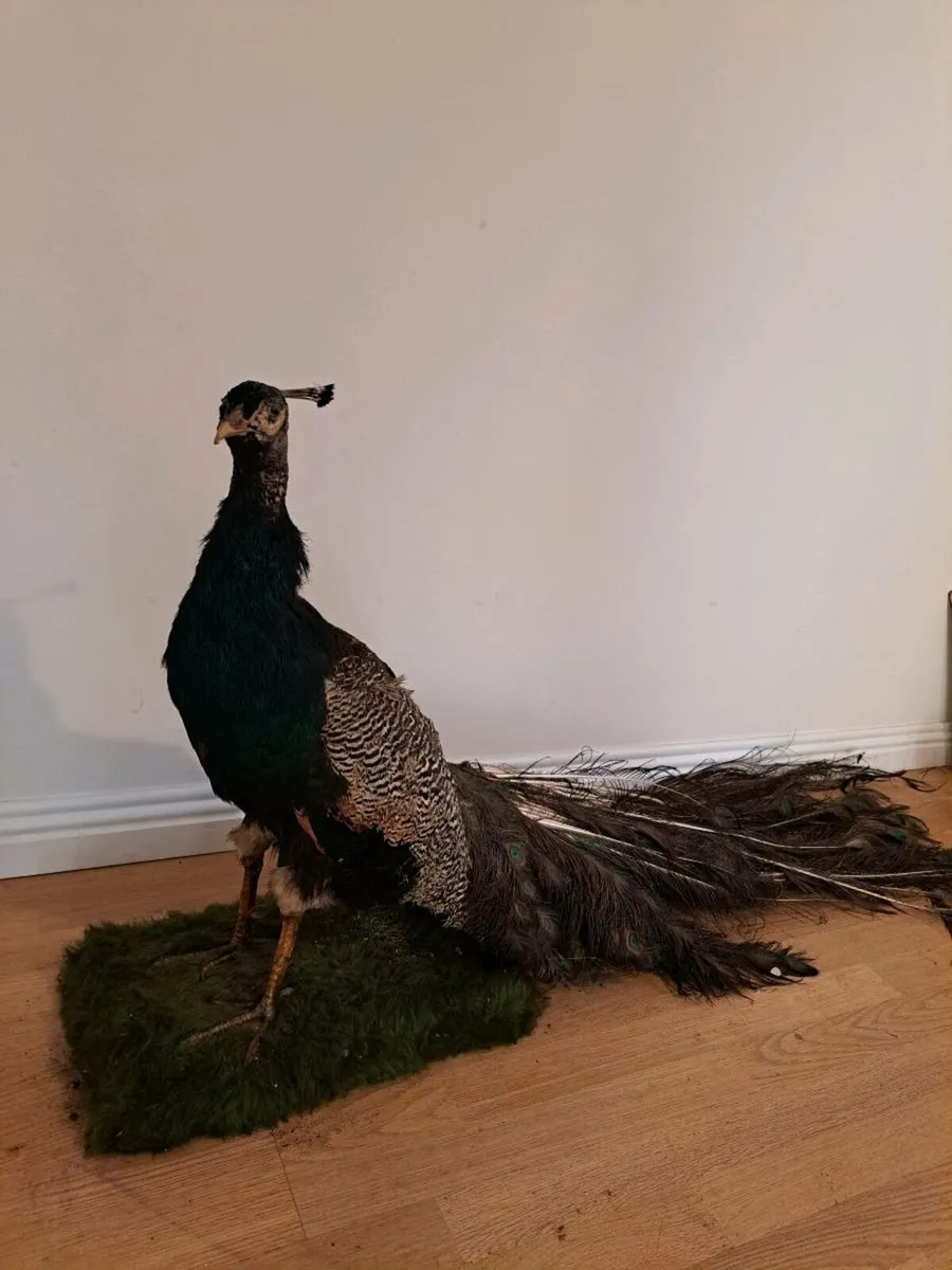 Taxidermy peacock