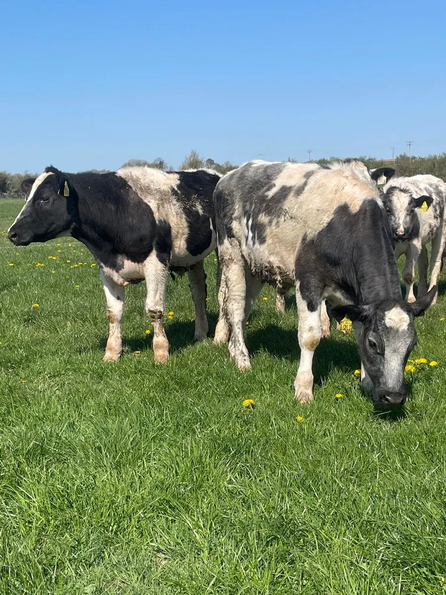 10 Belgian blue bullocks - Image 1