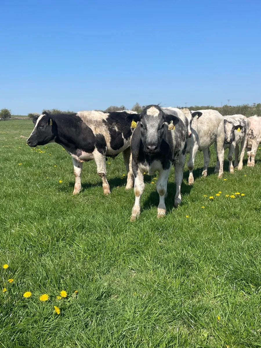 10 Belgian blue bullocks - Image 2