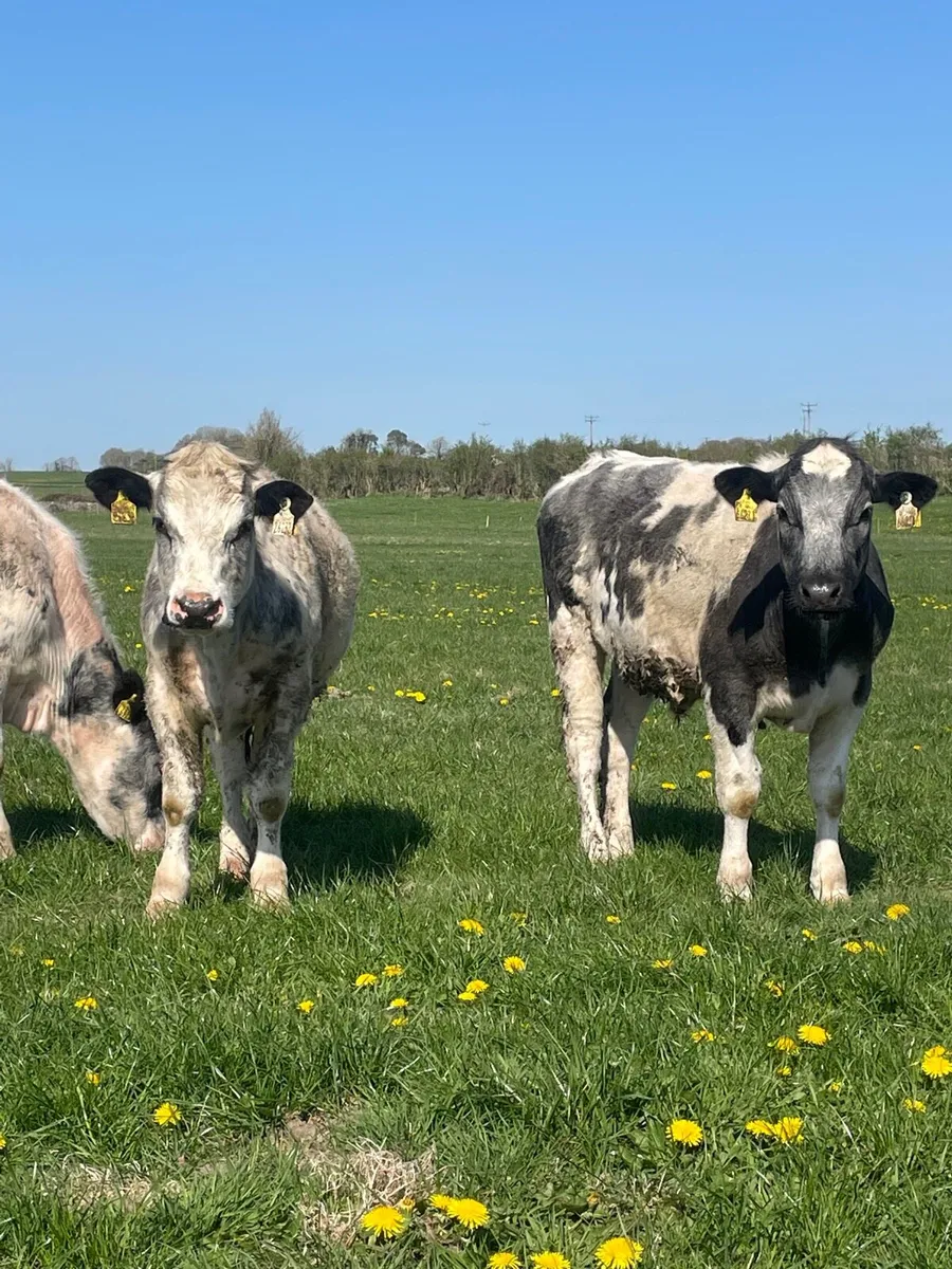 10 Belgian blue bullocks - Image 3