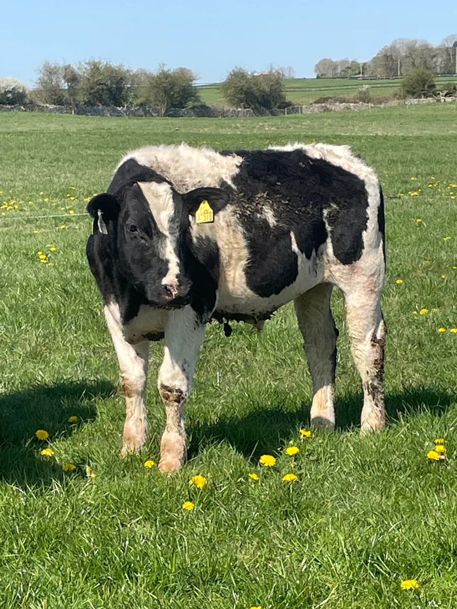10 Belgian blue bullocks - Image 4
