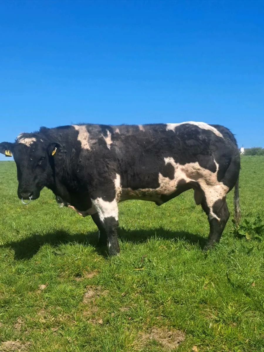 Blue bull for sale - Image 1