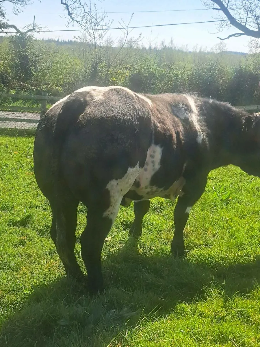 Blue bull for sale - Image 2
