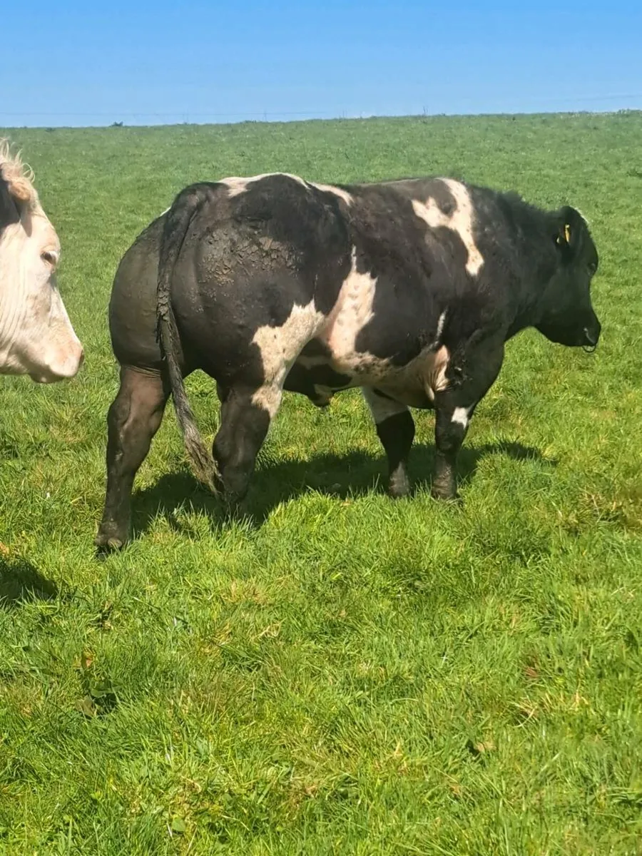 Blue bull for sale - Image 3