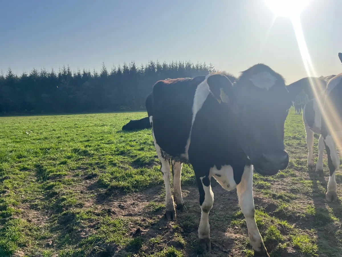 Hol/Fr Maiden Heifers - Image 2