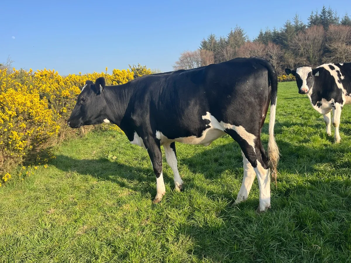 Hol/Fr Maiden Heifers - Image 1