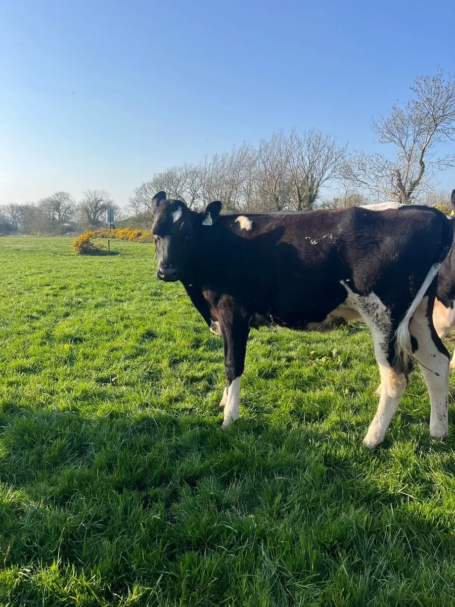 Hol/Fr Maiden Heifers - Image 4
