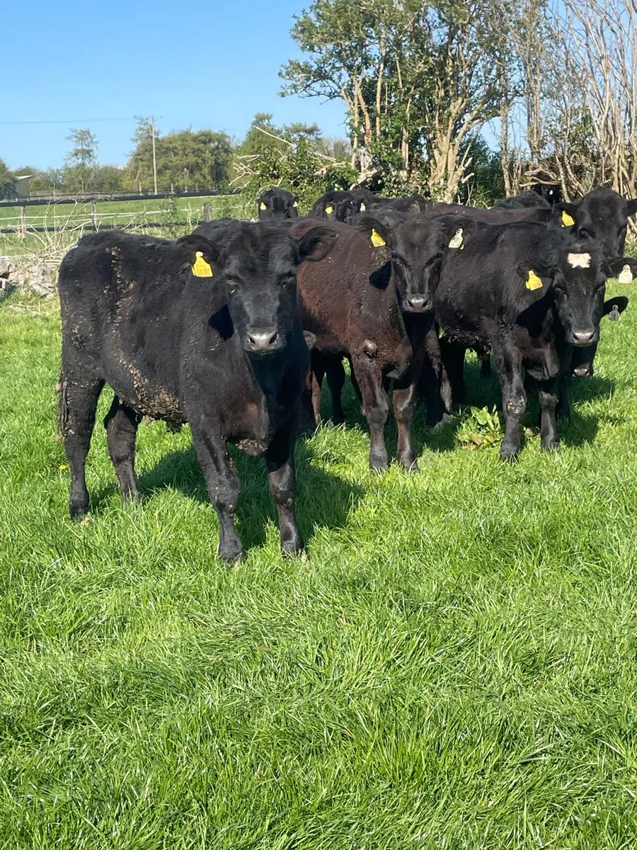 15 Angus bullocks - Image 2
